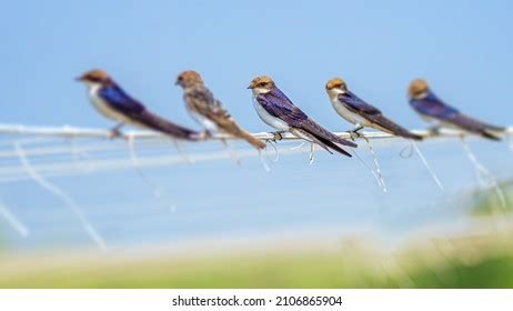Image result for Programming Languages Syllabus