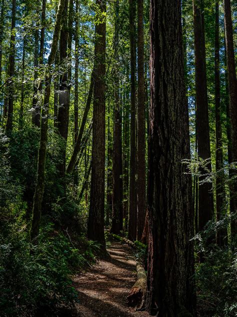 Oregon Redwood Trail – John Bosma Fine Arts Photography