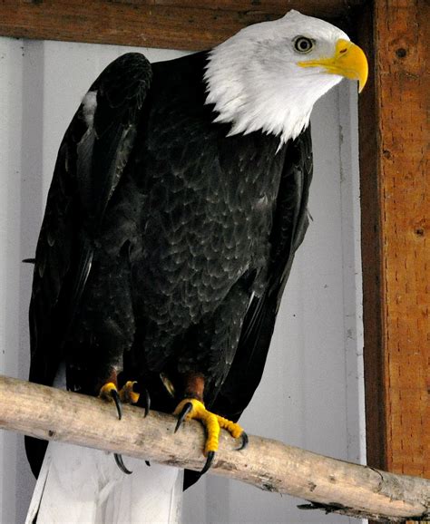 LuAnn Kessi: Chintimini Wildlife Rehabilitation Center