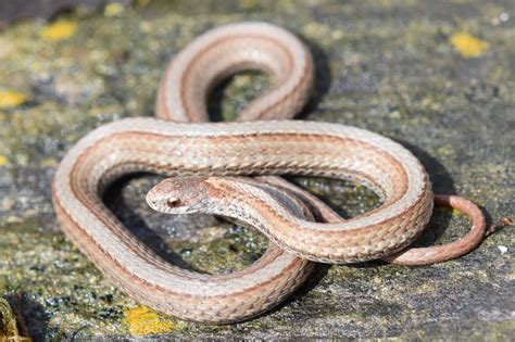 Red-bellied Snake (Storeria occipitomaculata) - Amphibians and Reptiles ...