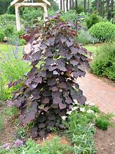 Image result for Weeping Redbud Dwarf