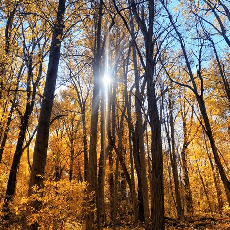 Full Sun Definition for Plants — Plant and Bloom Design Studio