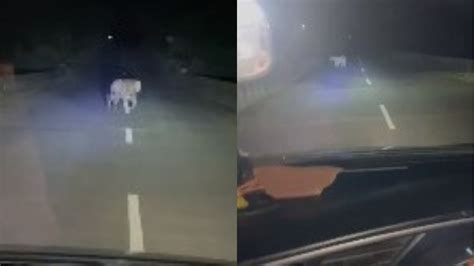 WATCH: Tiger Spotted On Road Leading To Jam Gate In MP's Khargone