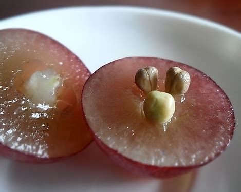 澳洲swisse 葡萄籽一天吃几颗？ - 知乎