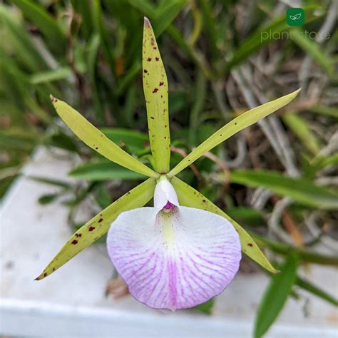 Cattleya Aclandiae x Little Star Blooming Size (RARE HARD TO FIND SPEC ...