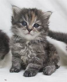 kitten for sale siberian kittens for sale stevenage hertfordshire kitten for sale siberian kittens for sale stevenage hertfordshire