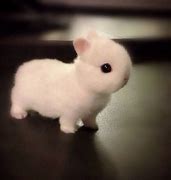 Image result for Fluffy Baby Bunny