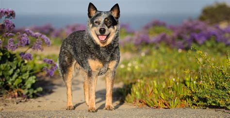 The Australian Cattle Dog: A Comprehensive Guide
