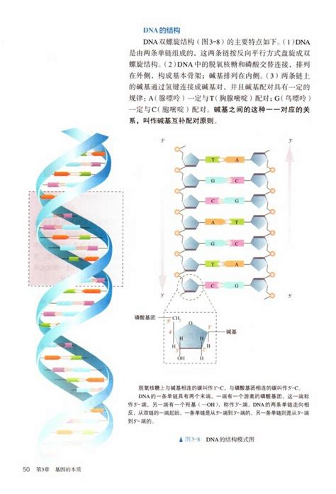 《第2节 DNA的结构》2019年审定人教版高中生物必修二_高中课本-中学课本网