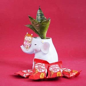 Buy Plants Online Raipur | Best Plant Nursery in Raipur - Giftalove