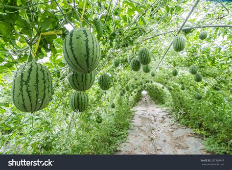 Watermelon Tree 的图像结果
