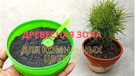 Древесная зола - подкормка для комнатных цветов