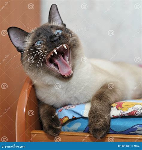 Siamese cat with blue eyes stock image. Image of animal - 18910781
