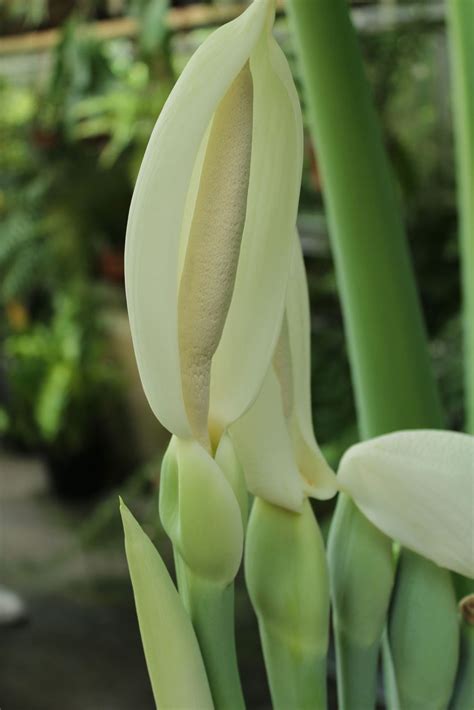 Leucocasia gigantea 'Thai Giant' | Hortus Botanicus Leiden, Netherlands