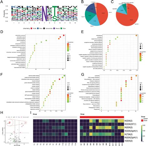 N‐glycosylation Modification of CTSD Affects Liver Metastases in Colorectal Cancer - Xiong ...
