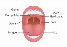Image result for uvula