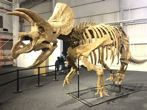 巨龙惊现 恐龙化石展与深圳市民见面_Q&Get 新奇网