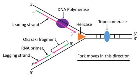 Okazaki Fragments Lagging Strand Proposed Sequence Of Events In