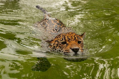 Jaguar Smashes Record for the Species’ Longest Recorded Swim, Baffling ...