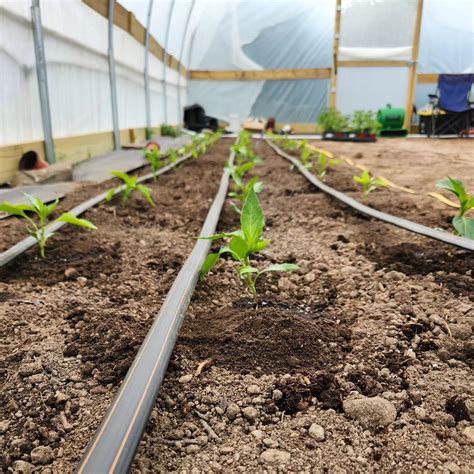 Produce 的图像结果