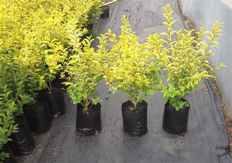Golden Privet Hedging Plants | Gold Hedge Plants | Hedging UK