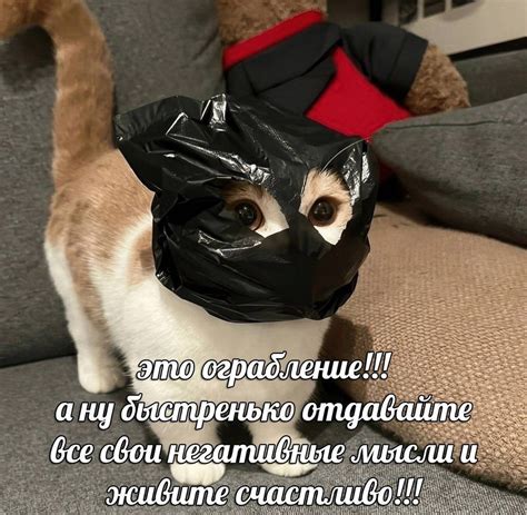 Популярные мемы с котами 2025: подборка 50 смешных и остроумных мемов в ...