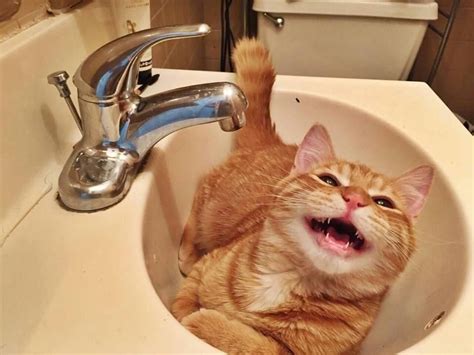 cat youtube