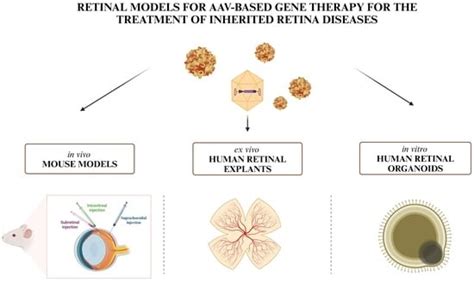 A Comparative Analysis of Models for AAV-Mediated Gene Therapy for ...