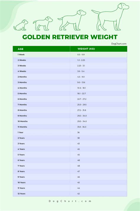 Golden Retriever Dog Weight Chart at Jason Criner blog