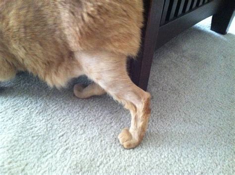 Why is my tabby cat losing hair on all four legs!? : cats