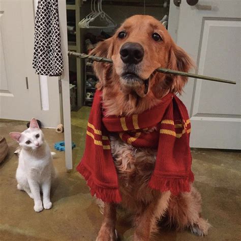 Harry Potter Fluffy Dog Costume