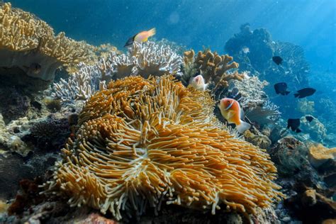 Image result for Turtle Shell Pattern Graphic