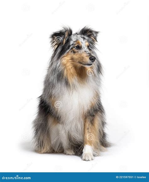 Sitting Blue merle Sheltie stock image. Image of friendly - 221597551