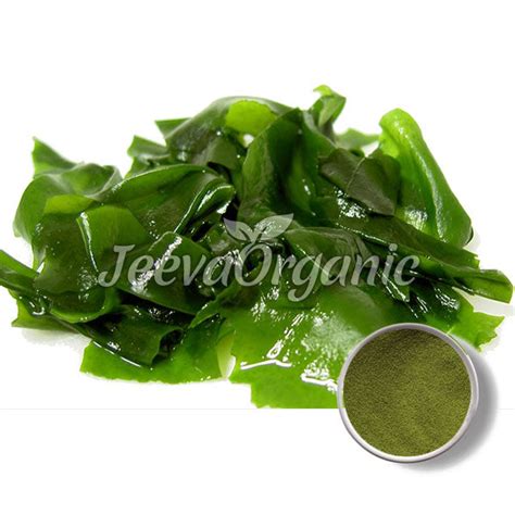 Bulk Kelp Extract Powder Supplier | Top Kelp Extract Powder 5:1 Suppliers