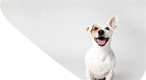 braincheck.pet - tierärztliche Praxis für Epilepsie | Konzept