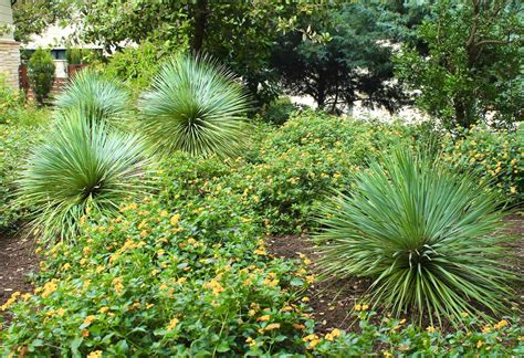 Red Zone 8 Shrub Border Low Water Plants For Zone 8 Plants That