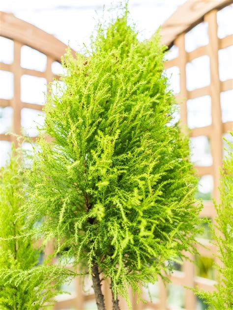 Growing Lemon Cypress Trees - Lemon Cypress Plant Care
