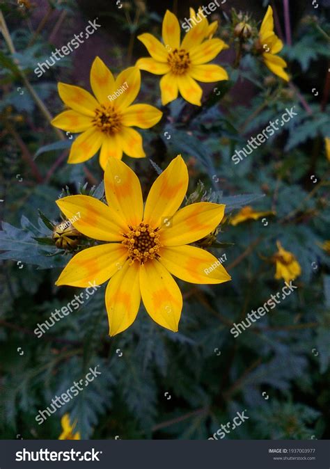 1,609 imágenes de Ethiopian plants - Imágenes, fotos y vectores de stock | Shutterstock