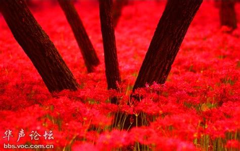 现实中真有彼岸花吗，它是否真能连同生死？ - 每日头条