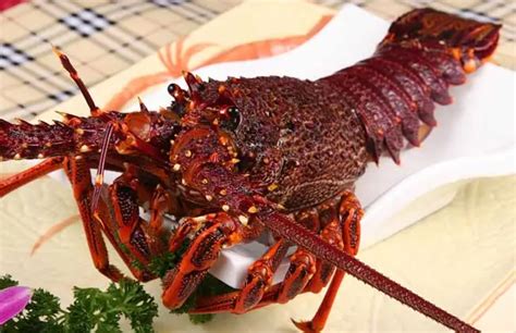 澳洲龙虾多少钱一斤：批发价都要200到400元一斤 - 家务日常 - 懂了笔记