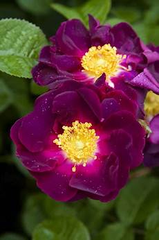 ste antiche fiori derri 232 re les murs de mon jardin encore 4 petits nouveaux ste antiche fiori derri 232 re les murs de mon jardin encore 4 petits nouveaux