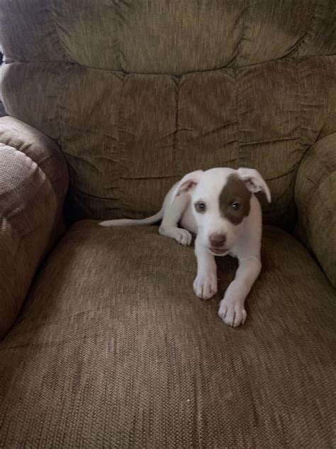 Mastiff Pitbull Mix Puppies