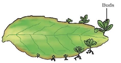 Cheat Sheet: How do Organisms Reproduce - Science Class 10 PDF Download