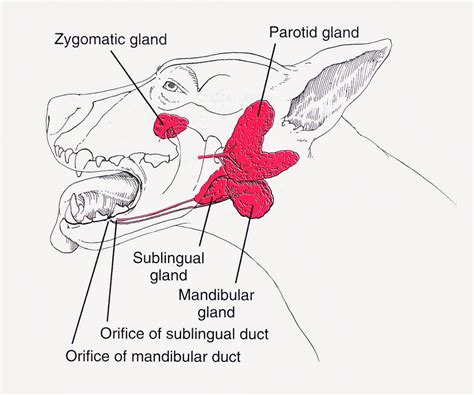 Veterinary Key Points: Salivary Mucoceles in Dogs: Cervical, Oral (rannula), and 1 type that ...