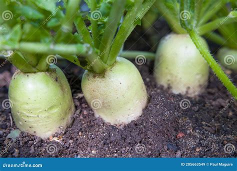 Daikon Mooli Radish, Root Vegetables Growing in a UK Garden Stock Image ...