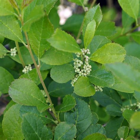 Winterberry, 'Mr Poppins' - Lurvey Landscape Supply