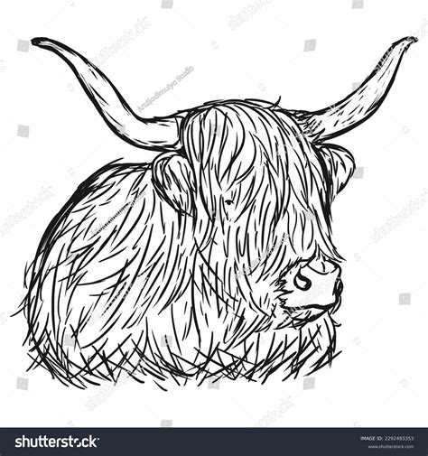 Highland Cattle Species Cow Native Scottish Stock Vector (Royalty Free) 2292493353 | Shutterstock