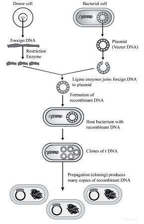 DNA Cloning Process 的图像结果