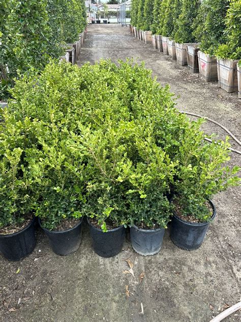Japanese Boxwood Hedge for Sale in Irwindale, CA - OfferUp