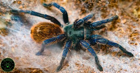 Green Bottle Blue Tarantula Sling